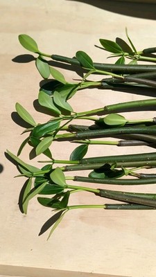 20 ROOTED Mangroves Plant- Red Mangrove Seeds - Aquarium Saltwater