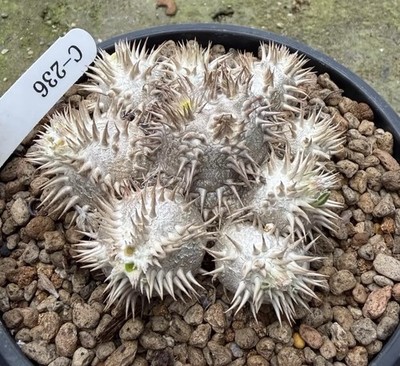 Ebisu Daikoku, double row spine clump, C 236, caudex succulent seedgrown