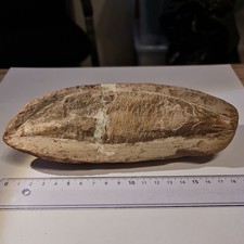 Fossiler Fisch ca. 18cm / RHACOLEPIS Buccalis / Kreide  Brasilien