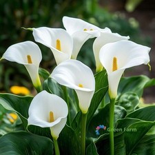 1 Bulb Zantedeschia Hybrida Pure White Art Calla Lily Herbaceous Flowering Plant