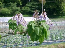 Paulownia tomentosa in 2L pot Foxglove Tree