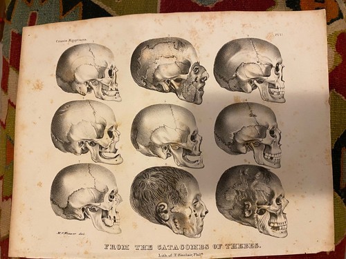 Egyptian Skulls From Catacombs Of Thebes 19th Century Engraving Print