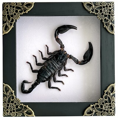 #ad Handmade Framed Scorpion Taxidermy Insect Collection Display Entomology Gift $26.60