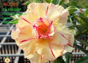 10 PCS Grafted Adenium Obesum//Desert Rose Seeds