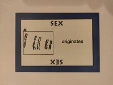 PERSPECTIVE Time Line Game 1992 used SEX ORIGINATES World History free ship