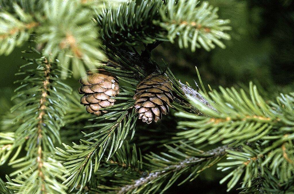Graines de Épinette rouge Picea Rubens arbre résistant au gel persistant vert sachet de 50