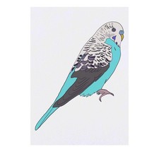 'Blue Budgie' Temporary Tattoos / Transfers TO00033878
