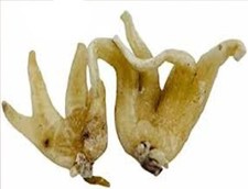 Lucky Hand Root | Sahlep Root | Organic