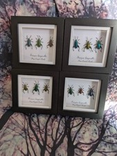 Frog-legged Beetle (Sangra longicollis) Entomology Box Frame Taxidermy
