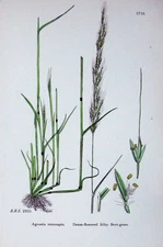 Original Old Antique Print Botany Plants C1902 Dense Flowered Silky Bent Grass