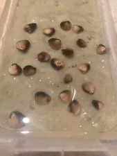 10 Live Freshwater Clams: Perfect For Aquariums And Ponds