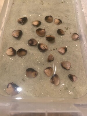 10 Live Freshwater Clams: Perfect For Aquariums And Ponds