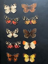 Butterflies moths small scraps