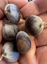 100% American Chestnut. 2025 harvest. Verified By The ACF.  5 Per Order