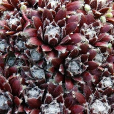 Cosmic Candy Succulent - Hens & Chicks Sempervivum Plant - Chick Charms - 4" Pot