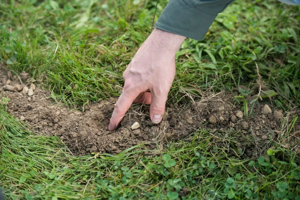 Tomcat Mole Killer, 10 cebos/paquete Foto 3 de 4