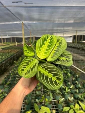 Maranta Lemon Lime Prayer Plant Calathea | Live Tropical Houseplant in 4" Pot