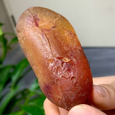 42G Natural Amber With Insect 100 Million Years Old Burmite mineral sample