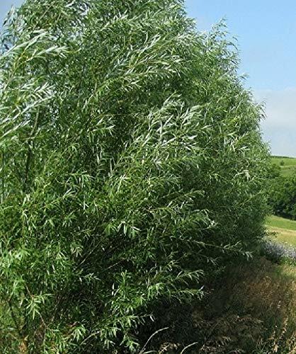 15 HYBRID WILLOW TREES Austree grows 10 ft/year THICK hedge
