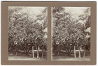 Original-3D/Stereophotographie Zitronenbaum auf Bali, August 1913