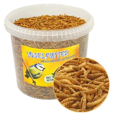Vogelfutter 5 Liter Mehlwürmer getrocknet im Eimer Vögel Wildvogelfutter Nager