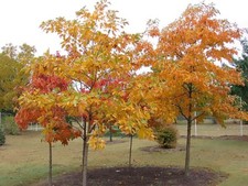 Fragrant Sassafras, Sassafras albidum, Tree Seeds (Hardy, Showy Fall Color)