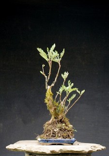Bonsai outdoor winterhart Esche Fraxinus H38 B14 D3 cm
