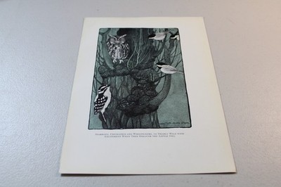 1906 Walter King Stone BIRD Print ~ SPARROWS, CHICKADEES, WOODPECKERS, OWL