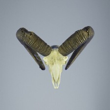 824MU Trofeo di caccia di muflone, corna 80-76cm C.21cm IT