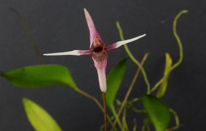 Uncommon Miniature Orchid Species Pleurothallis anthrax