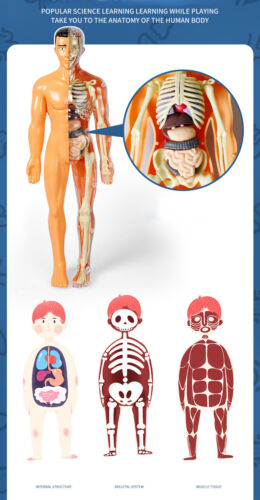 Human Body Model for kids Assemble Skeleton Organs Anatomy Science Kit for kids - Picture 3 of 9