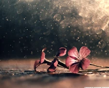 Trioplan modified for Helios 44M-4 58MM Soviet lens SRL mount М42 SONY E adapter