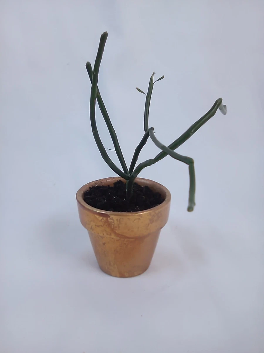 alocasia micholitziana frydek variegata Alocasia Frydek Variegated main image 0