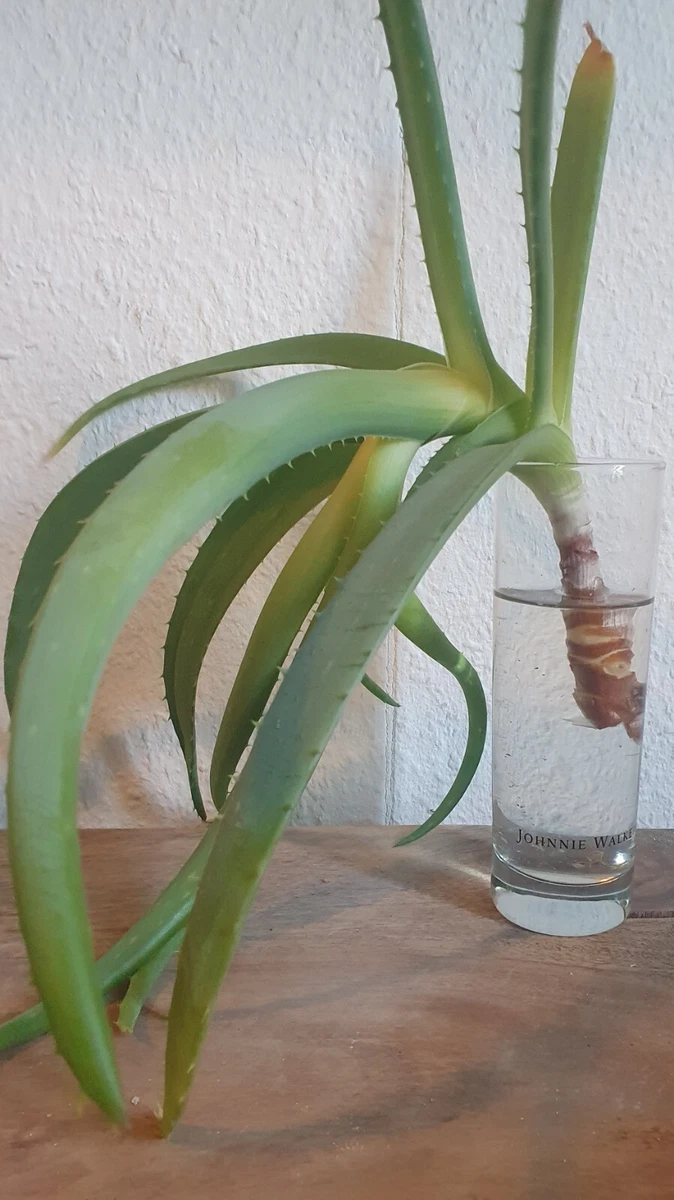 Aloe Vera Ableger online kaufen | eBay.de