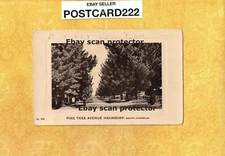 X Australia 1908-29 real photo postcard RPPC PINE TREE AVE HAHNDORF 