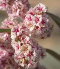 Fringed Amaranth seeds (Amaranthus fimbriatus) -30 seeds-