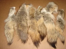 Tanned Eastern Coyote Tails/Fur/Crafts/Real Fur Tails/Harley Davidson apparel