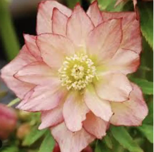 Helleborus Winter Jewels Amber Gem (2 Plants)
