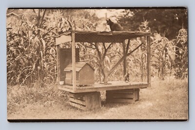 Black Cat Sitting on Pet Squirrel Hutch RPPC Unadilla NY Corn Farm Photo 1910s