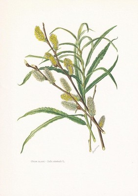 1960 COMMON OSIER WILLOW Druck - Botanische Kunst - Vintage Baum - 7,5 x 10,6 Zoll