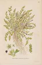 Bald Broken Herb (Herniaria glabra) CHROMO LITHOGRAPH from 1922 Carl Lindman