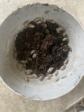 25  Dairy Cow X Orange P. Laevis  Isopods LIVE W/ Bio Substrate