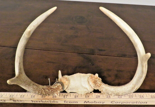 Wild Whitetail Buck Deer 5 Point Antler Rack Skull Cap Nebraska Deer Tag - Picture 10 of 15