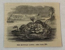 small 1880 magazine engraving~ THE EGYPTIAN LOTUS