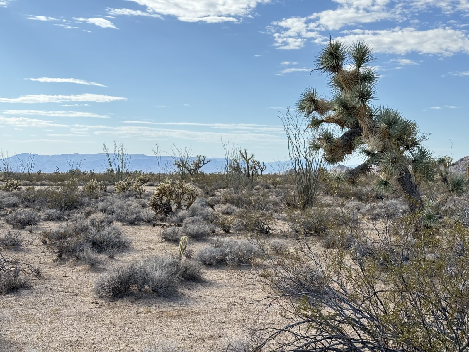 Arizona Land for Sale - 40 acres 