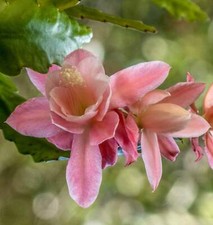 Epiphyllum oxypetalum cv COGNAC (pink flower) -  - Regina della Notte | Cactus a