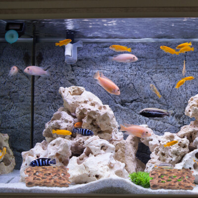 fish tank accessories nd Ameliade Aquarium Artificial Plants & Rock Cave Betta Decor Set highly functional home for your pet fish with the Top Fin Easy Clean 3 Gallon Indulge Aquarium Betta Fish Tank Mates