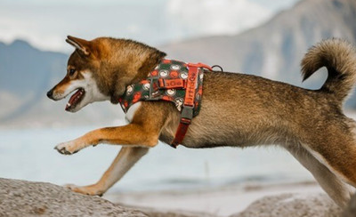 Hurtta Go Dog Harness 120CM/47'',100CM/39'',80CM/32'',65CM/26'' S M L XL