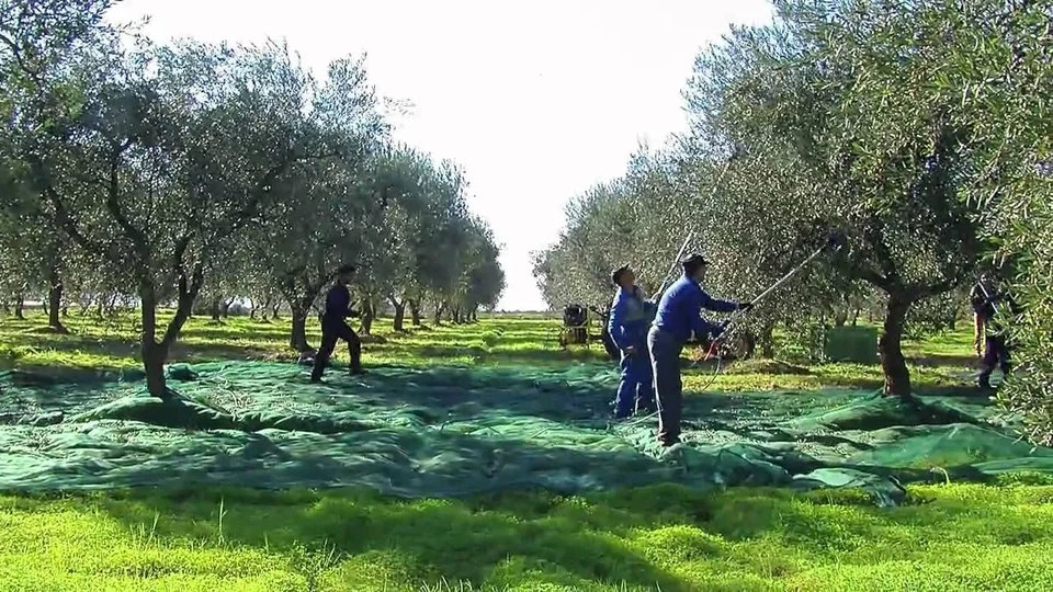 Telo Rete Antispina per raccolta Olive 85/90gr mq con Angoli Rinforzati e anelli - Immagine 4 di 4