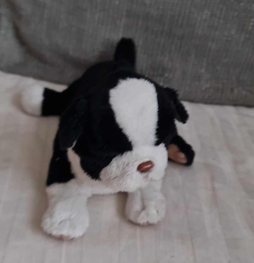 テレビ puppy Dog TV for Puppies | DOGTV Toy Playtime & Happy Fun for Dogs - YouTube